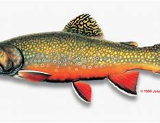 Image result for Brook Trout Art