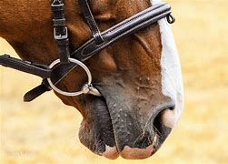 Image result for Horse Bit Ring