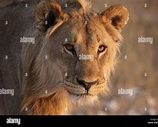 Image result for Teenage Male Lion