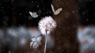 Image result for Aesthetic Dandelion Desktop Wallpaper