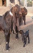 Image result for DG Khan Goat