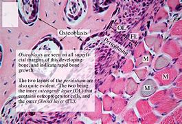 Image result for Osteoblasts in Bone