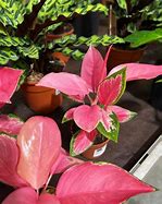 Image result for Tropical Plant with Pink Flowers