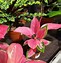 Image result for Tropical Plant with Pink Flowers