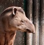 Image result for Wild Tapir