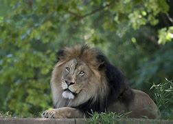 Image result for Pictures of African Male Lions