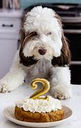 Image result for Cheer Up Dog Cake