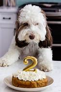 Image result for Funny Dog Cake