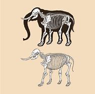 Image result for Horror Elephant Skeleton