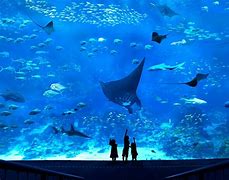 Image result for Sea Fish Aquarium