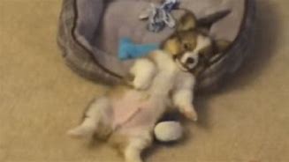 Image result for Corgi Playing