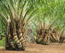 Image result for KELAPA SAWIT Jengka