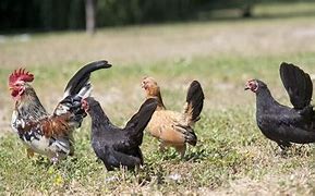 Image result for All-Black Serama Chicken