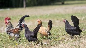 Image result for What Is a Serama Chicken