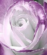 Image result for Purple Rose with Butterfly GIF