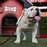 Image result for UGA Mascot Logo