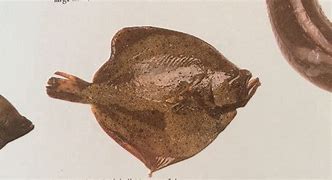 Image result for Flatfish