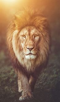 Image result for Black Lion Wallpaper iPhone