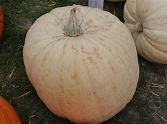 Image result for White Gourd