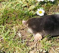 Image result for Weird Mole Traps