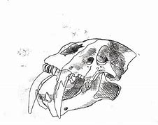 Image result for Sabertooth Skull Photography