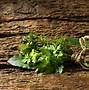 Image result for Bouquet Garni Black Cherry