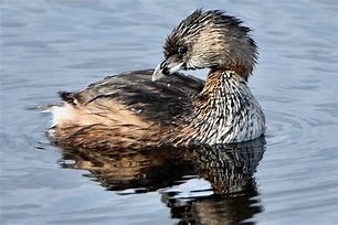 Image result for Grebe Florida