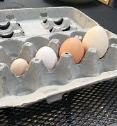 Image result for Serama Chicken Egg Candling Chart