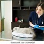 Image result for Cat Weight Graph