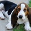 Image result for Cutest Dogs