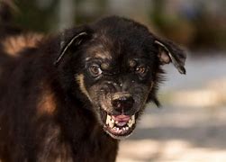 Image result for Dog Tooth Decay