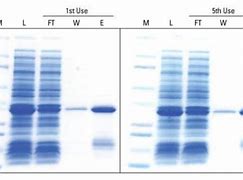 Image result for Ni-NTA Resin