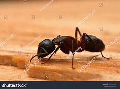 Image result for Big Ant North America Home