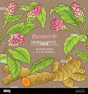 Image result for Turmeric Plant Leaf Image