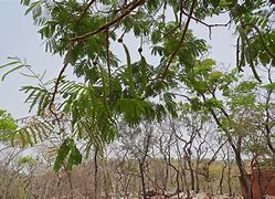 Image result for African Bean Tree