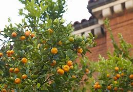 Image result for Citrus Harvest