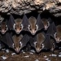 Image result for Bats Enemies