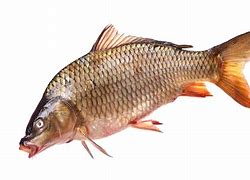 Image result for GT Fish Alphonce