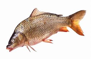 Image result for Guh Fish