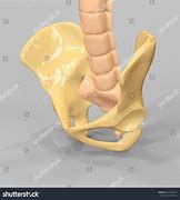 Image result for Skeletal System Pelvic Girdle