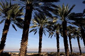 Image result for Palm Tree Africa