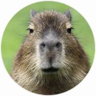 Image result for Capybara Shirt Roblox