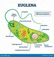 Image result for Euglena Nucleus