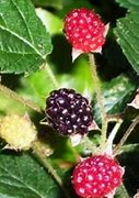 Image result for Wild Berry Leaf