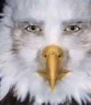 Image result for I'm an Eagle Meme