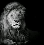 Image result for Lion Wallpaper Black and White