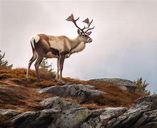 Image result for Caribou Reindeer Tim Plowden