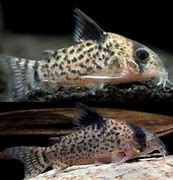 Image result for Zebra Cory Catfish