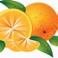 Image result for Orange Done Check Free Clip Art