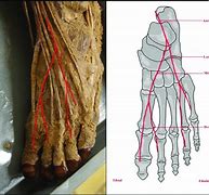 Image result for Dorsal Pedal Artery Anatomy